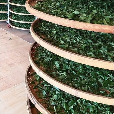 散装食用农产品 2-3年古树茶供应与零售