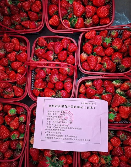 亳州食用农产品实现'身份证'化，推动家用电器销售模式升级